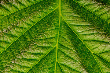 Green texture of young raspberry leaves close up