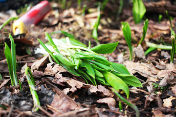 Spring collection of wild garlic. Cut sprouts of wild onions. Collecting herbs in the forest. Spring plants