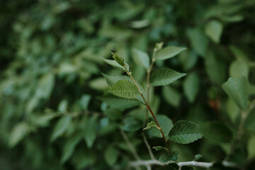 close up of leaves