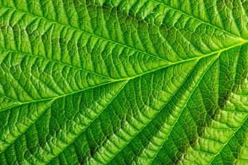 Green texture of young raspberry leaves close up