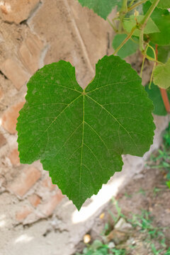 hoja verde de uva parra primer plano fondo pared ladrillo jard&iacute;n 