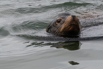 Fototapeta premium California sea lion (Zalophus californianus) in Westport, WA