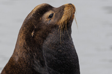 California sea lion (Zalophus californianus) in Westport, WA