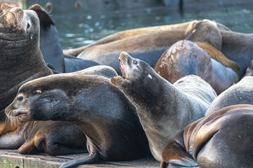 California sea lion (Zalophus californianus) in Westport, WA