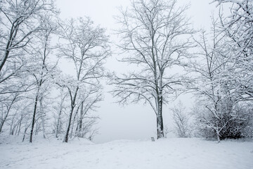Snowy winter. Foggy winter landscape. Trees in the snow.