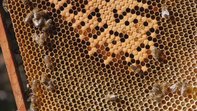 Bee larvae in the honeycomb. Swarm of bees working on a honeycomb carries honey and nectar. Close communication of bees, bee conversation.