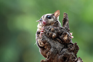 Sugar glider ( Petaurus breviceps ) on tree branch