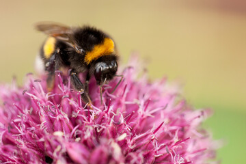 funny beautiful bumblebee collects sweet pollen from a pink flower, pollinating it