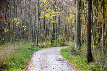 Obraz premium Curving path for pedestrians and cyclists in Haagse Bos forest in The Hague, The Netherlands in early december