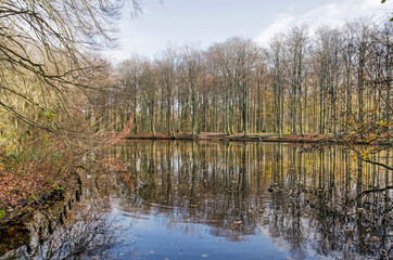 Trees and shrubs reflecting in a large pond  in Haagse Bos forest in The Hague, The Netherlands in early december