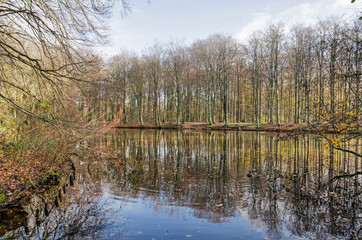 Obraz premium Trees and shrubs reflecting in a large pond in Haagse Bos forest in The Hague, The Netherlands in early december