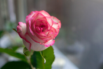 Pink white rose. Gentle light from behind. Against the background of the window. Warm light photography.