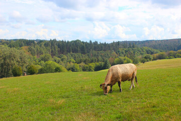 Fototapeta na wymiar A brown cow on a green hill with a wide view.