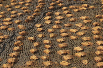 Paddy crop lying of field after harvesting ready for extraction of rice.