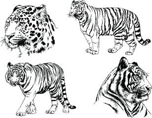 vector drawings sketches different predator , tigers lions cheetahs and leopards are drawn in ink by hand , objects with no background