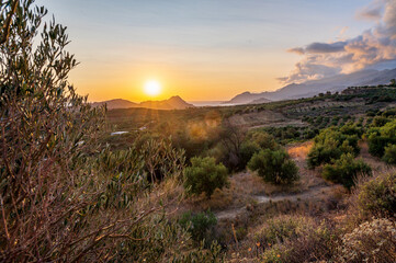 Olive trees at sunset - Crete, Greece