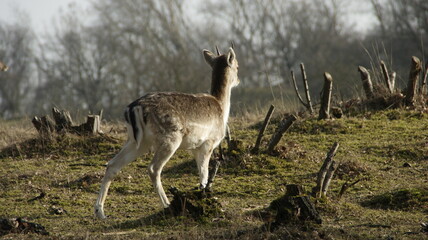 deer in the Dutch dunes with low grass
