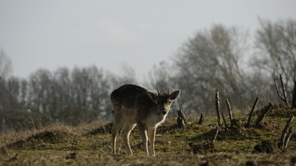 deer in the Dutch dunes with low grass
