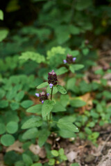Prunella vulgaris 