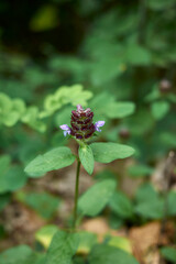 Prunella vulgaris 