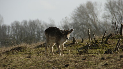 deer in the Dutch dunes with low grass
