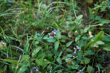 Prunella vulgaris 