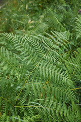 Pteridium aquilinum 