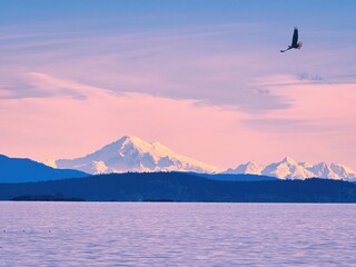 Mt. Baker view at sunset time from Island View Beach on Vancouver Island BC. Bald eagle soaring in the sky