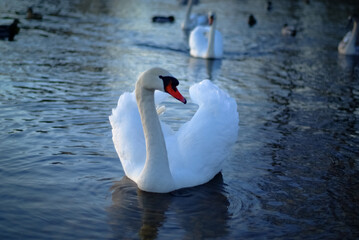 Obraz premium wild white Swan on the river