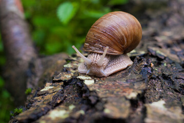 Snail on a tree bark