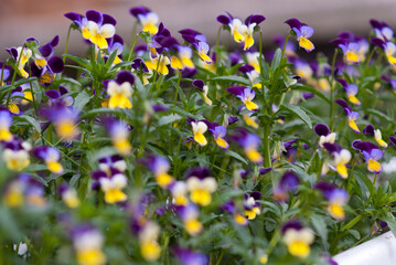 Tricolor pansy flower plant natural background