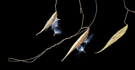 Seed pods of honeyvine (Cynanchum laeve), with seeds breaking free. Fluff on seeds will assist...