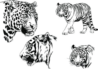 vector drawings sketches different predator , tigers lions cheetahs and leopards are drawn in ink by hand , objects with no background