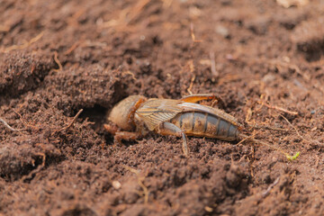 Harmful insect, an earthen agricultural pest. Gryllotalpa on the background of soil.