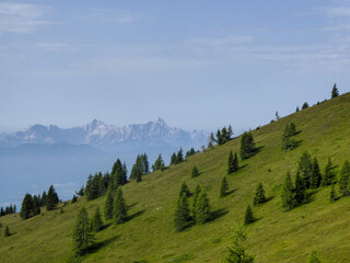 Naklejka premium A few pine trees growing on the steep slopes of Gerlitzen in Austria. The valley below is shrouded with fog, high peaks popping out above the fog level. Lush green Alpine slopes. Calmness
