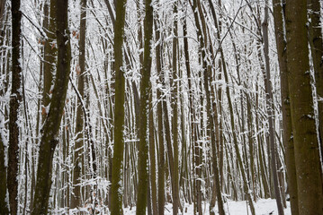 Obraz premium Snow covered beech trees in winter forest