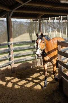 Chestnut brown horse walking in a horse walker after riding practice