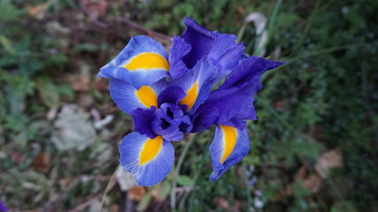 blue iris flower