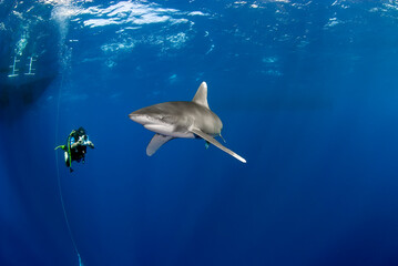 Diver filming a longimanus shark quite close.