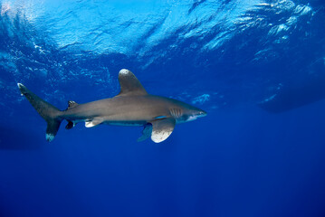 Obraz premium Lateral view of a longimanus moving in the blue close to the surface.
