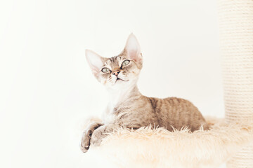 Obraz premium Cat is relaxing laying down on scratching post. Pet supplies, kitty is using hammock bed. Selective focus, natural light. White wall background.