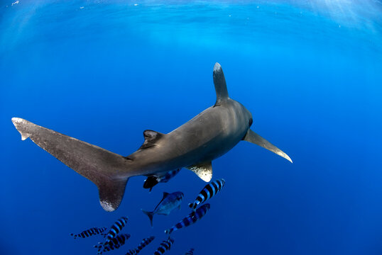 Rear view of a longimanus moving with some pilot fishes