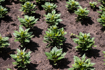 Macro shot of sprouts of flowers in the ground in the garden in early spring, agriculture and gardening