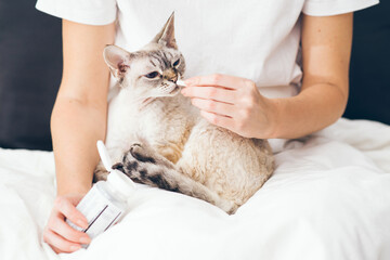 Woman at home holding her lovely Devon Rex cat on lap and gives it a pill. Gray tabby cute kitty. Pets, veterinary and lifestyle concept.