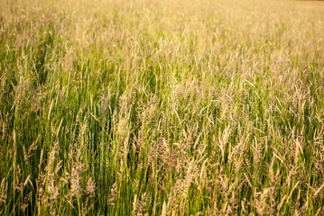 Sunset in the field, high grass