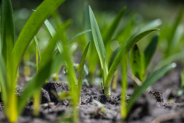 Macro shot of sprouts of flowers in the ground in the garden in early spring, agriculture and gardening