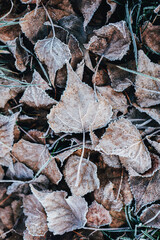 Beautiful dry leaves with frost on a ground.