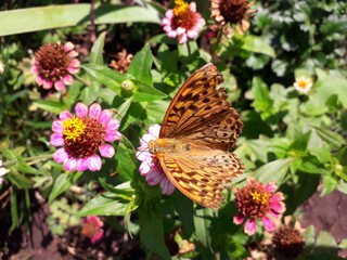 butterfly on flower