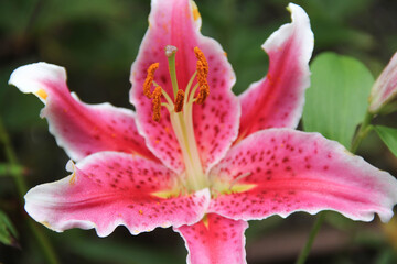 Closeup Pink Lily