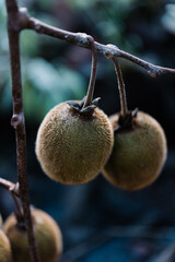 A group of ripe kiwi fruit growing on the vine - 396870524
